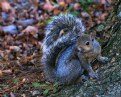 Picture Title - Squirrel