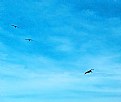 Picture Title - Birds & Sky