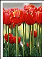 Picture Title - Red red .. tulips