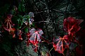 Picture Title - Beautiful ivy on the wall