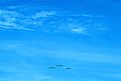 Picture Title - Birds & Blue Sky