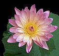 Picture Title - A Water Lily