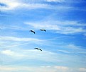 Picture Title - Three Birds & Sky