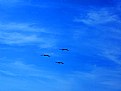 Picture Title - Blue Sky & Birds