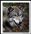 Picture Title - Wolf (d6106)