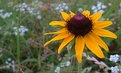 Picture Title - Flower in a meadow