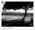 Picture Title - Dawn on The Farm