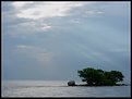 Picture Title - Sun Peeks on Ocean Tree