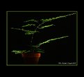 Picture Title - Plant in a pot