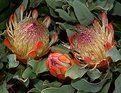 Picture Title - Protea nerifolia