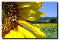 Picture Title - Sunflower 2