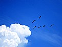 Picture Title - Clouds &  Birds
