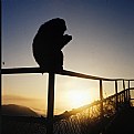Picture Title - Monkey looking sunrise
