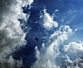 Picture Title - Bird & Cloud