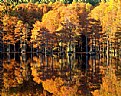 Picture Title - Mirrored Gold