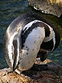 Picture Title - Penguin