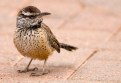 Picture Title - Curious Wren