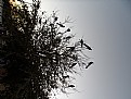 Picture Title - The tree for birds