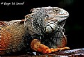 Picture Title - Iguana