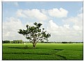Picture Title - Green Field