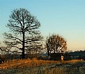 Picture Title - Shepherd's hut and the old oak tree