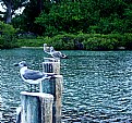 Picture Title - Seagull at Rest