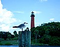 Picture Title - Seagull & Lighthouse