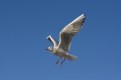 Picture Title - Seagull I