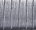 Picture Title - Five  Trees