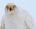 Picture Title - White Goshawk