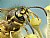 Nectar Licking Wasp