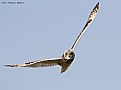 Picture Title - Marsh Owl