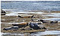 Picture Title - Seals colony at Iceland