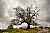 One tree