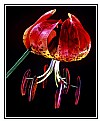 Picture Title - Turks Cap Lilly 1980