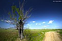 Picture Title - Lonely tree