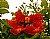 Hawaian Hibiscus 2