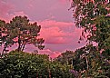 Picture Title - Pink Clouds & Flowers