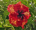 Picture Title - Hawaian Hibiscus