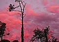 Picture Title - Sunset & Tree