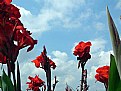 Picture Title - Flowers & Sky