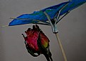 Picture Title - Rose under umbrella