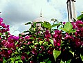 Picture Title - Mosque & Flowers