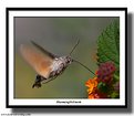 Picture Title - Hummingbird moth