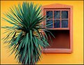 Picture Title - Window & Palm