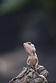 Picture Title - Chameleon