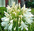 Picture Title - African Lily