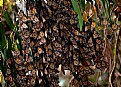 Picture Title - Butterflies