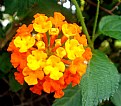 Picture Title - Lantana Once Again