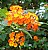 Lantanas Plus